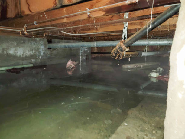 Best Mold removal after water damage  in Annandale, VA